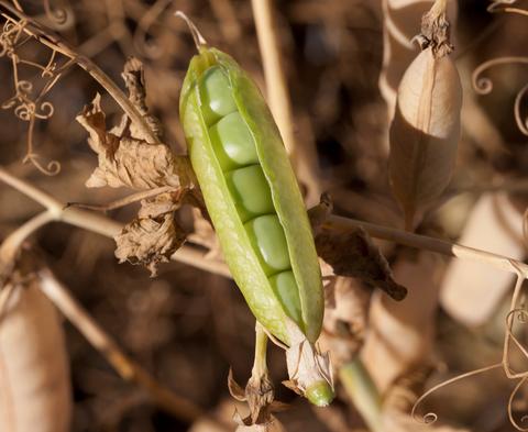 温暖化パニックに陥らずサプライチェーンに生き残る方法