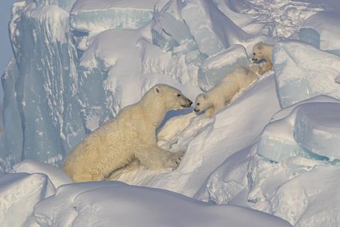 IPCC報告の論点52：生態系のナマの観測の統計を示すべきだ