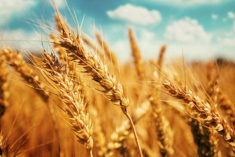 なぜ国産米をいじめ､海外小麦を優遇するのか…国民にとって最悪の政策｢減反｣が続いてしまうワケ