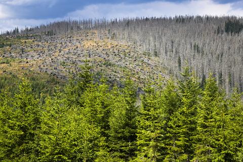 林業政策の改革
