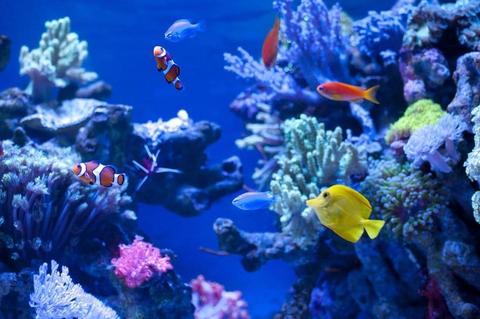 温暖化に適応するサンゴ礁 ～楽観論の理由について～