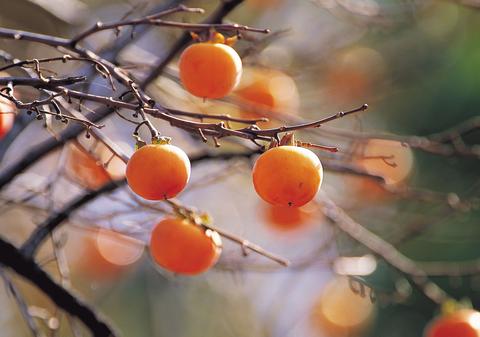 樹齢70年でも衰え知らず、東京・練馬の柿の木に見る気象の変化と人々の営み