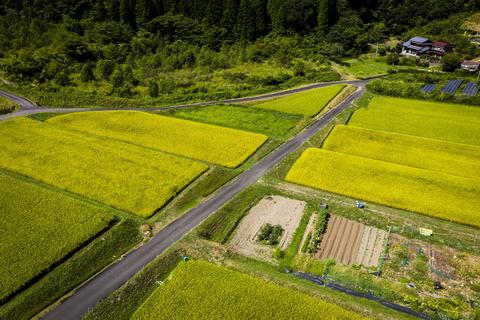 コメ不足　要因は「生産調整」