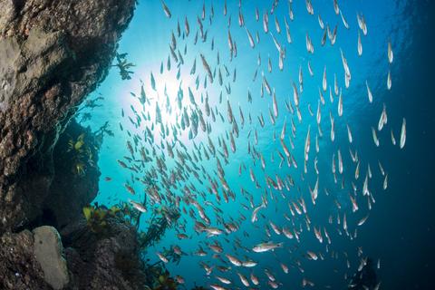 米国の気候作業部会報告を読む③：海洋酸性化…ではなく海洋中性化