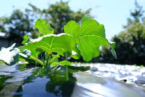 農業におけるCO2有効利用―ボイラー技術の重要性