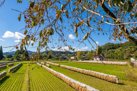 あるべき農業・食料政策