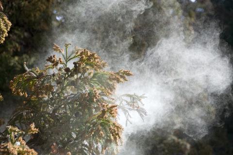 都内の飛散 昨年比1.4倍予想　花粉症 根本的解決は？