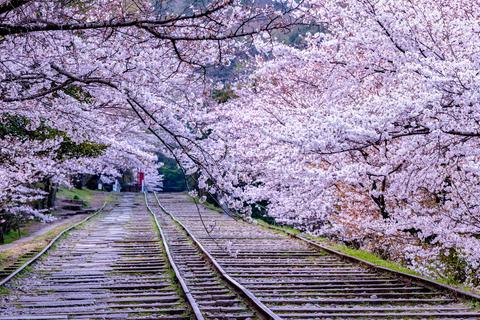 1,200年続く日本のサクラ満開記録データベース　新たな研究者へ継承